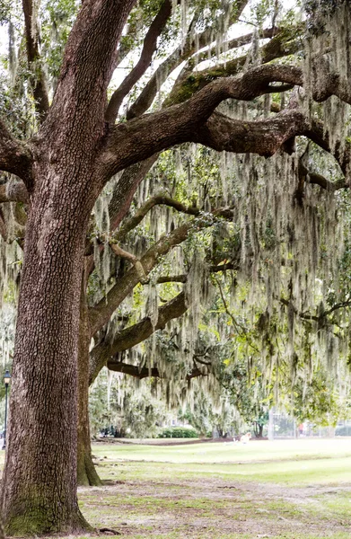 Spanish Moss in Oak Trees Over Park — Stock Photo, Image
