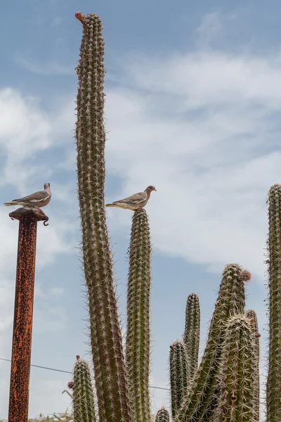 Dois pombos e cacto — Fotografia de Stock