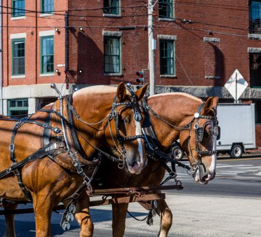iki at koşum takımı içinde