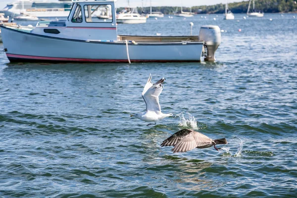 Möwen an festgemachtem Boot vorbei — Stockfoto