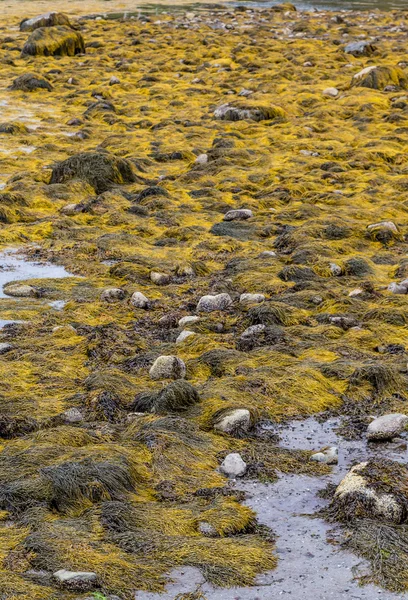 Seaweed Across Low Tide Basin — Stock Photo, Image