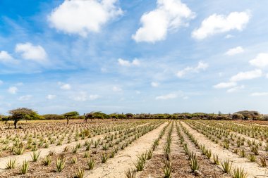 Mesafe Aloe satırlara