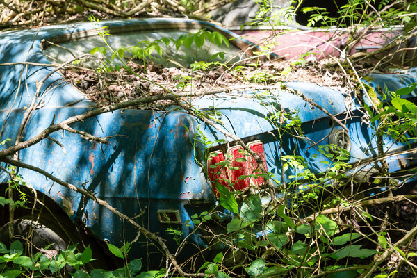 Blue Mustang in Weeds