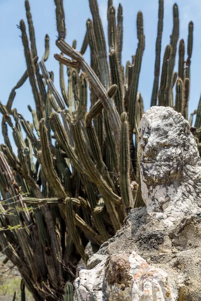 Grüner Kaktus von grauem Felsen — Stockfoto