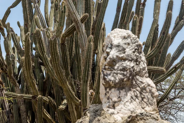 Kakteen hinter altem Felsen — Stockfoto