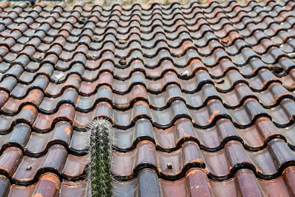 Colorful Tile Roof with Cactus — Stock Photo, Image