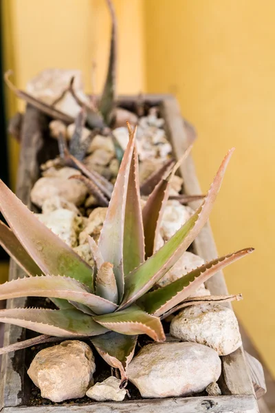 Aloe växt i blomlåda — Stockfoto