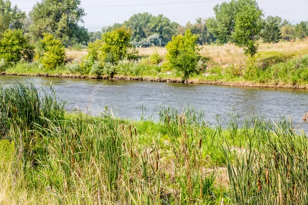 Cattails by River — Stock Photo, Image