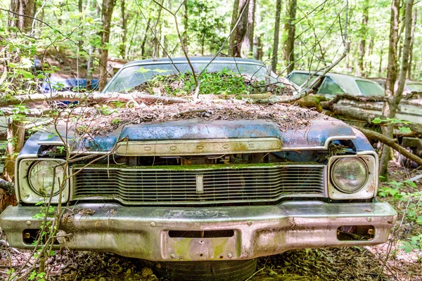 Limba de árbol en Blue Dodge — Foto de Stock