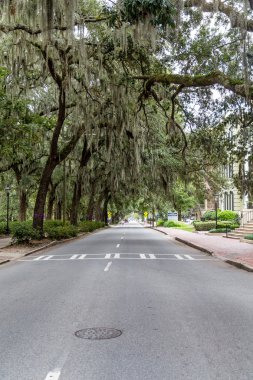 Savannah sokak Güney Oaks altında