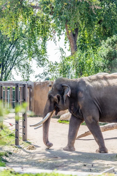 Elefantenfront mit elfenbeinfarbenen Tuxks — Stockfoto