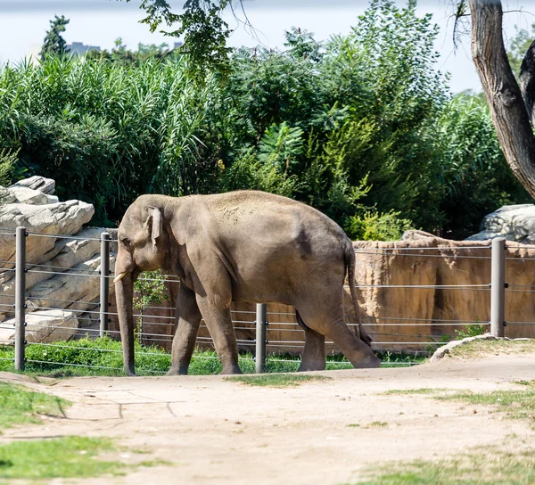 Alter Elefant geht — Stockfoto