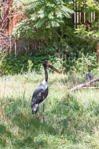 Crane in Grass Field — Stock Photo, Image