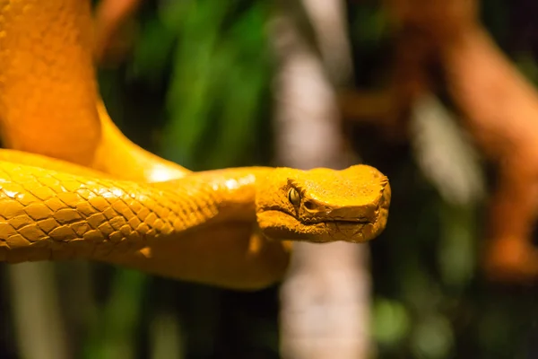 有毒的黄色毒蛇 — 图库照片