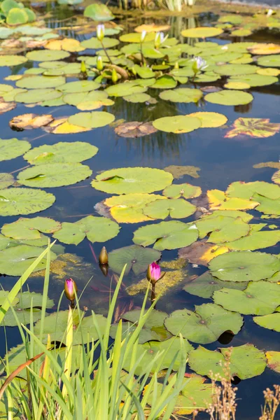 Flowers Budding on Water Lilies — Stock Photo, Image