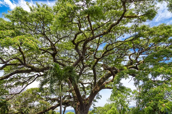 ต้นซามานยักษ์ที่เซนต์คิตส์ — ภาพถ่ายสต็อก