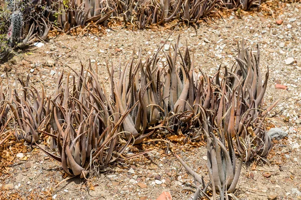Velhas plantas de Aloe no deserto — Fotografia de Stock