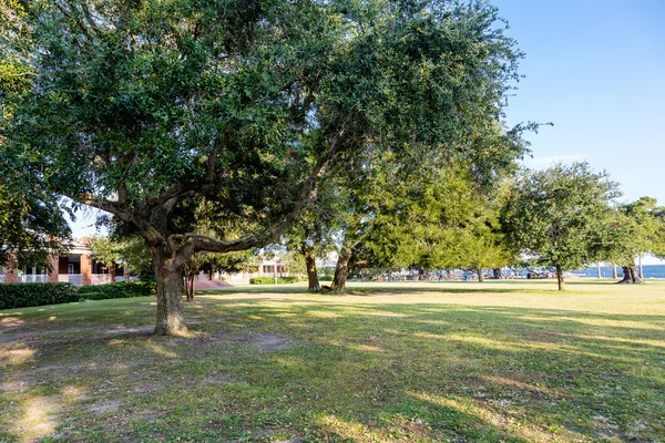 Pohon Oak di Coastal Park — Stok Foto