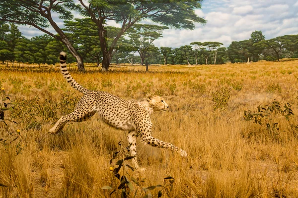 Geparden im Grasland — Stockfoto