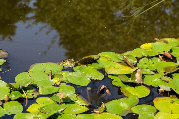 Rana verde su Lily Pad — Foto Stock