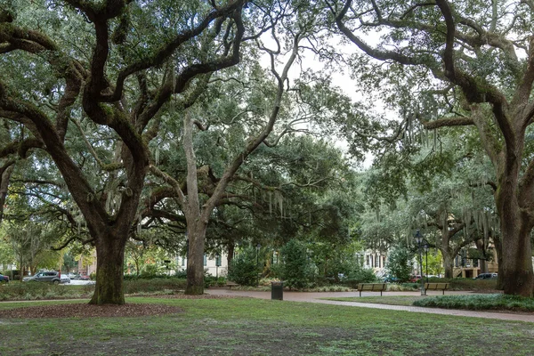 Benches Under Old Oak Trees — Stock Photo, Image