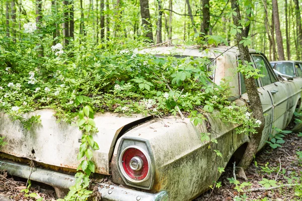 Um Ford Overgrown — Fotografia de Stock