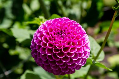 Parlak yuvarlak Bloom