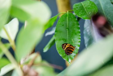 kahverengi ve sarı kelebek