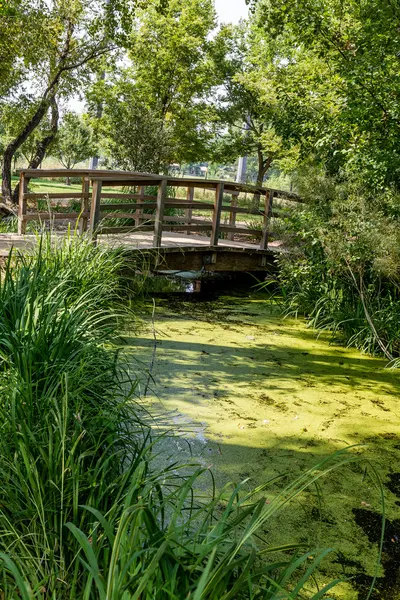 Fa híd algák borított tó — Stock Fotó