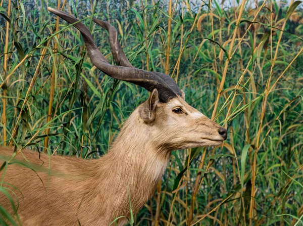 African Antelope in Green Grass — Stock Photo, Image