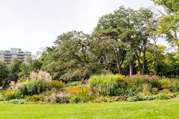 Jardín exuberante bajo árboles viejos — Foto de Stock