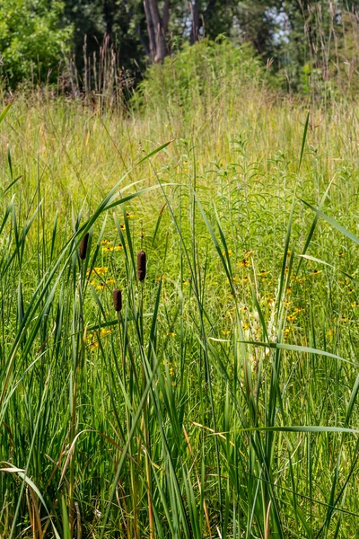 Rohrkolben und Gänseblümchen — Stockfoto