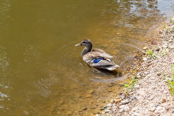 Pato a entrar na lagoa — Fotografia de Stock