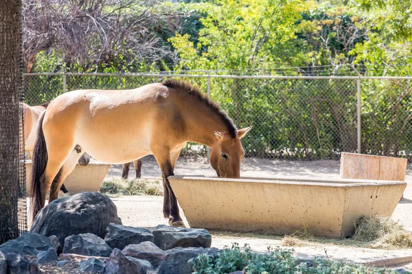 Cavalo na água Trough — Fotografia de Stock