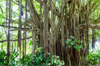Banyan ağacı üzerinde birçok kökleri