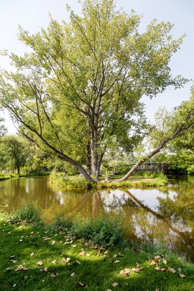 Ponte oltre l'albero e il lago — Foto Stock