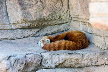 Kırmızı panda uyuyor.