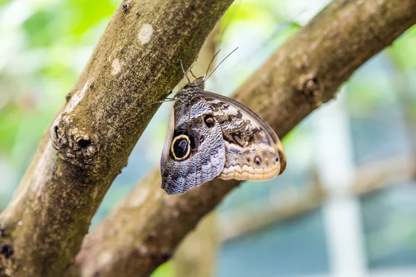 Papillon avec oculaire sur membre brun — Photo