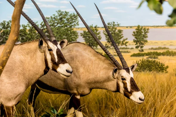 草原上的两只 gemsbok — 图库照片