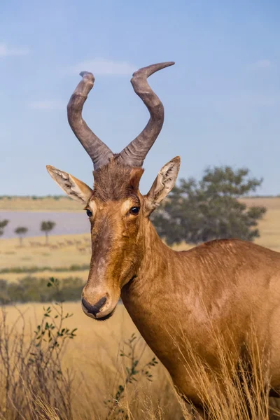 A Hartebeast Looking — Stock Photo, Image