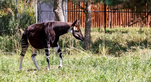 Okapi na grama — Fotografia de Stock