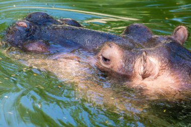 Kulakları gözler ve burun