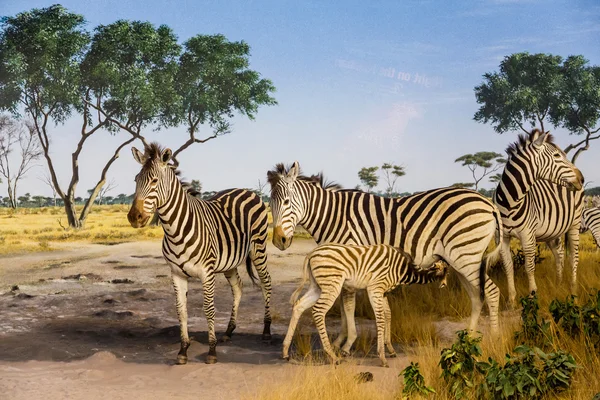 Junge Zebras pflegen — Stockfoto