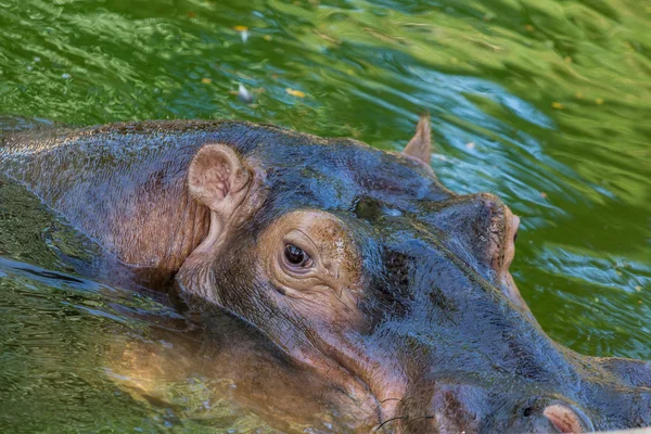 Un hipopótamo mirando —  Fotos de Stock