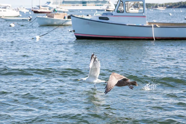 Möwen, die das Wasser abschöpfen — Stockfoto