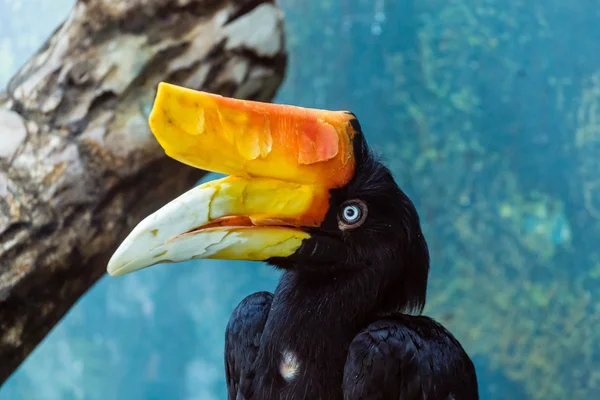 Toucan with Orange Beak — Stock Photo, Image