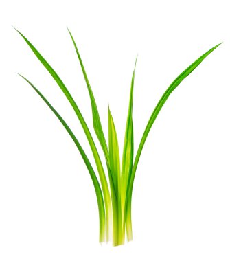 Güzel kokulu pandan bitki yaprakları