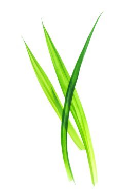 Taze Pandan yaprakları