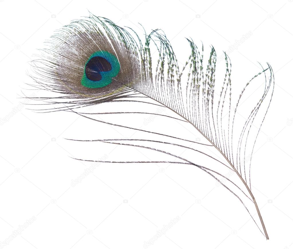 Close up of Peacock feather — Photo