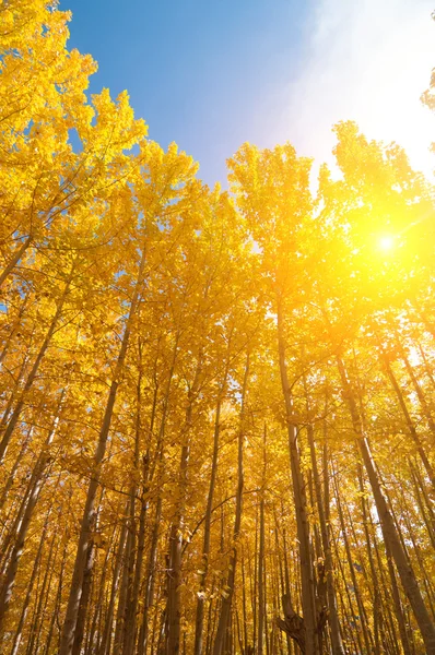 Aspen ağaçlar sonbahar mevsim — Stok fotoğraf
